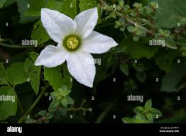 Image result for Coccinia sp. A