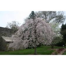 Kwanzan flowering cherry tree growth rate. Yoshino Weeping Cherry Tree Growers Solution