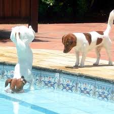 Pin By Elisabeth Van De Bovenkamp On Badespass Jack Russell Puppies Jack Russell Terrier Jack Russell Dogs