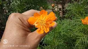 Anyway, look at the colours! Mengenal Tanaman Bunga Marigold Atau Bunga Tahi Ayam Yang Mirip Banget K Tanaman Bunga Ayam