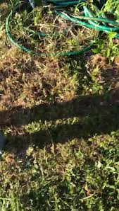 Our vector control products are nea licensed and are among the industry's best, from trusted pharmaceutical companies like bayer, sumitomo chemical & syngenta. Best Pest Solutions Llc Home Facebook