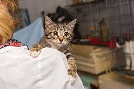We did not find results for: How To Tame A Feral Kitten Cute Cats