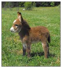 Pin Von Jessicawels Auf Hevoset Susse Tiere Babytiere Lustige Tiere
