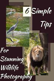 6 Basic Tips For Stunning Wildlife Photos Aperture Adventure Wildlife Photography Wildlife Photos Wildlife Photography Tips