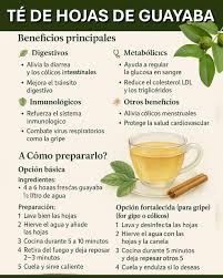 El té de hojas de guayaba es una infusión tradicional con múltiples beneficios para la salud, especialmente en el sistema digestivo, inmunológico y metabólico. ¿CÓMO PREPARARLO? Opción básica: Ingredientes: 4 a 6