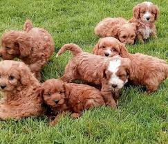 The breed's popularity makes them a popular choice for puppy mill breeders. Cavapoo Puppies For Sale In Greensboro Cavapoo Puppies For Sale And Adoption Facebook