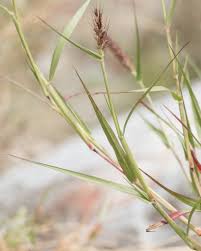 Image result for Cenchrus ciliaris