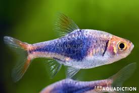 Image result for Heteromorpha