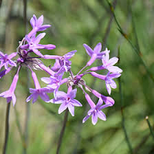 Image result for Tulbaghia sp. cf. violacea