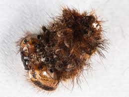 Image result for Anthonotha noldeae