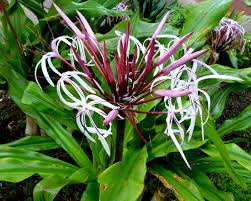 Image result for Crinum aurantiacum