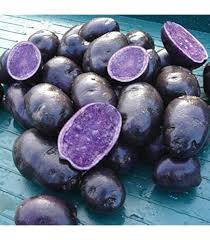 Image result for Cucumis aculeatus