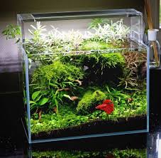 Simon S Aquascape Blog Fish Tank Plants Betta Tank Betta Fish Tank