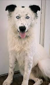 Dogs that refuse to behave like typical dogs, featuring Ducky's centerfold  shots