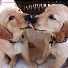 A Bit Of Puppy Love For Your Morning Mizcasaandco Sevimli Hayvan Yavrulari Cok Sirin Hayvanlar Yavru Kopek