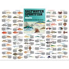 Gulf Of Mexico Fish Chart Trout Fly Identification Chart