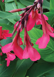 Image result for Canna