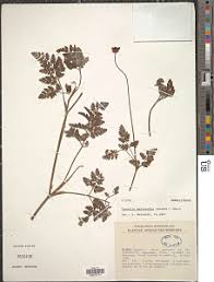 Image result for Afroligusticum