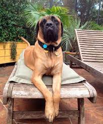 Rescue American Bullmastiff Association Bull Mastiff Rescue Pets