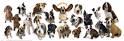 Use our Dog Breed Selector to help you choose the right ...