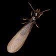 Iowa lakes community college 3200 college. The 10 Best Pest Control Exterminators In Sioux City Ia 2020 Porch
