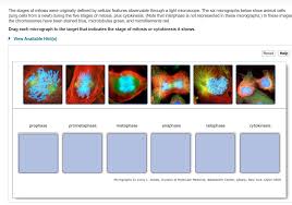 This is the newest place to search, delivering top results from across the web. The Stages Of Mitosis Were Originally Defined By Chegg Com