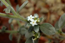 Image result for Euploca ovalifolia