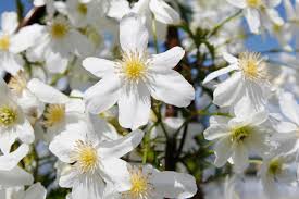 Check spelling or type a new query. Clematis X Cartmanii Avalanche Clematis Clematis Plants Woodland Garden