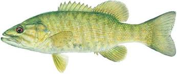 Maybe you would like to learn more about one of these? Smallmouth Bass Fish Species Fishing Kdwp Kdwp