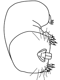 You can print or color them online at getdrawings.com for absolutely free. Mole Coloring Pages Coloring Home