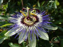 Passionflower And I Grow These The Most Beautiful Flowers Ever Most Beautiful Flowers Beautiful Flowers Passion Flower