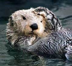 So So So Cute Animals Sea Otter Baby Sea Otters