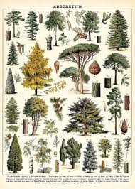 Tree Print Tree Species Wall Art Trees Print Vintage Trees Poster Botanical Art Botanical Print Trees Print Art Tree Chart In 2020 Vintage Botanical Prints Tree Illustration Botanical Prints