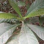 Image result for Corynanthe