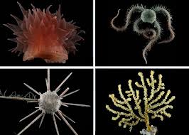 If you don't have business email click here. Seabed Mining Is Coming Bringing Mineral Riches And Fears Of Epic Extinctions