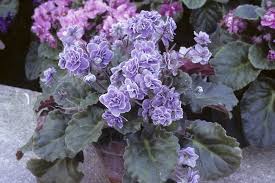 Image result for Saintpauliopsis