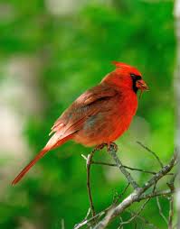 Birds Of North Georgia North American Cardinal Hangng Out In Bird Feeding Area Bird Bird Watching Northern Cardinal