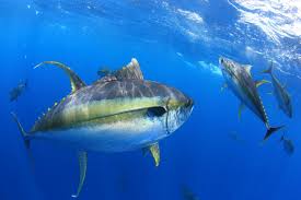 Find the perfect barili stock photo. Albacore Vs Yellowfin Tuna An Easy Guide