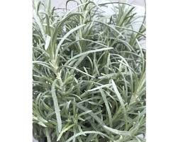 Herzlich willkommen auf unserer webseite. Currykraut Helichrysum Italicum Dwarf Curry H 5 20 Cm Co 0 5 L 6 Stk Bei Hornbach Kaufen