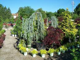 0181 Jpg 2832 2128 Weeping Blue Atlas Cedar Blue Atlas Cedar Shade Landscaping