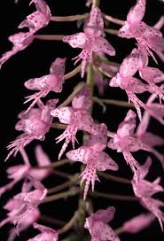 Image result for Stenoglottis