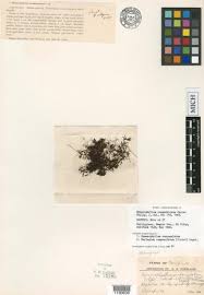 Image result for Crepidomanes chevalieri