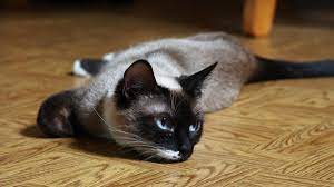 9 Hypoallergenic Cat Breeds That Won T Make You Sneeze Cat Breeds Cat Breeds Hypoallergenic Cat Allergies