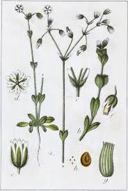 Image result for Cerastium