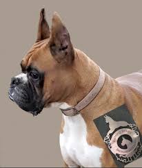Ask questions and learn about boxers at nextdaypets.com. Boxers Boxer Puppies Boxer Dogs Show Dogs Home Facebook