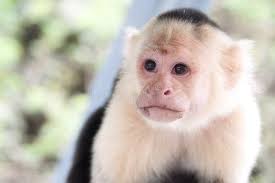989 White Faced Capuchin Monkey Stock Photos