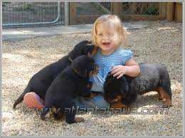 Find your new furry family member today, and discover the puppyspot difference. Rottweiler Puppies For Sale In California Ca