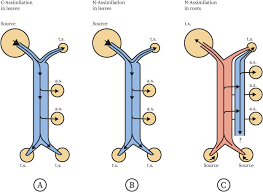 5) why do plant cells possess large sized vacuole ( 2 marks). The Plant Axis As The Command Centre For Re Distribution Of Sucrose And Amino Acids Sciencedirect