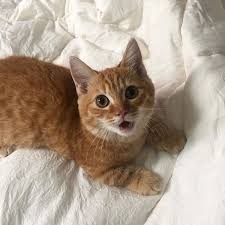 Pin By Cynthia Abarca On Cats In 2020 Cute Animals Fluffy Animals Weird Animals