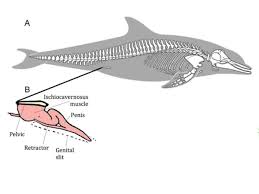 Do dolphins have a mate for life? The Erotic Endurance Of Whale Hips Carl Zimmer